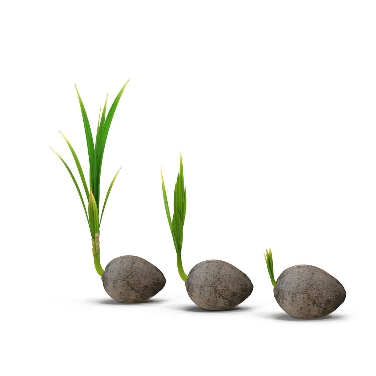 Sprouts of coconuts 3D model_2