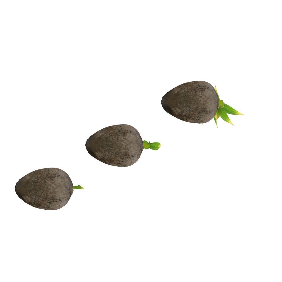 Sprouts of coconuts 3D model_8