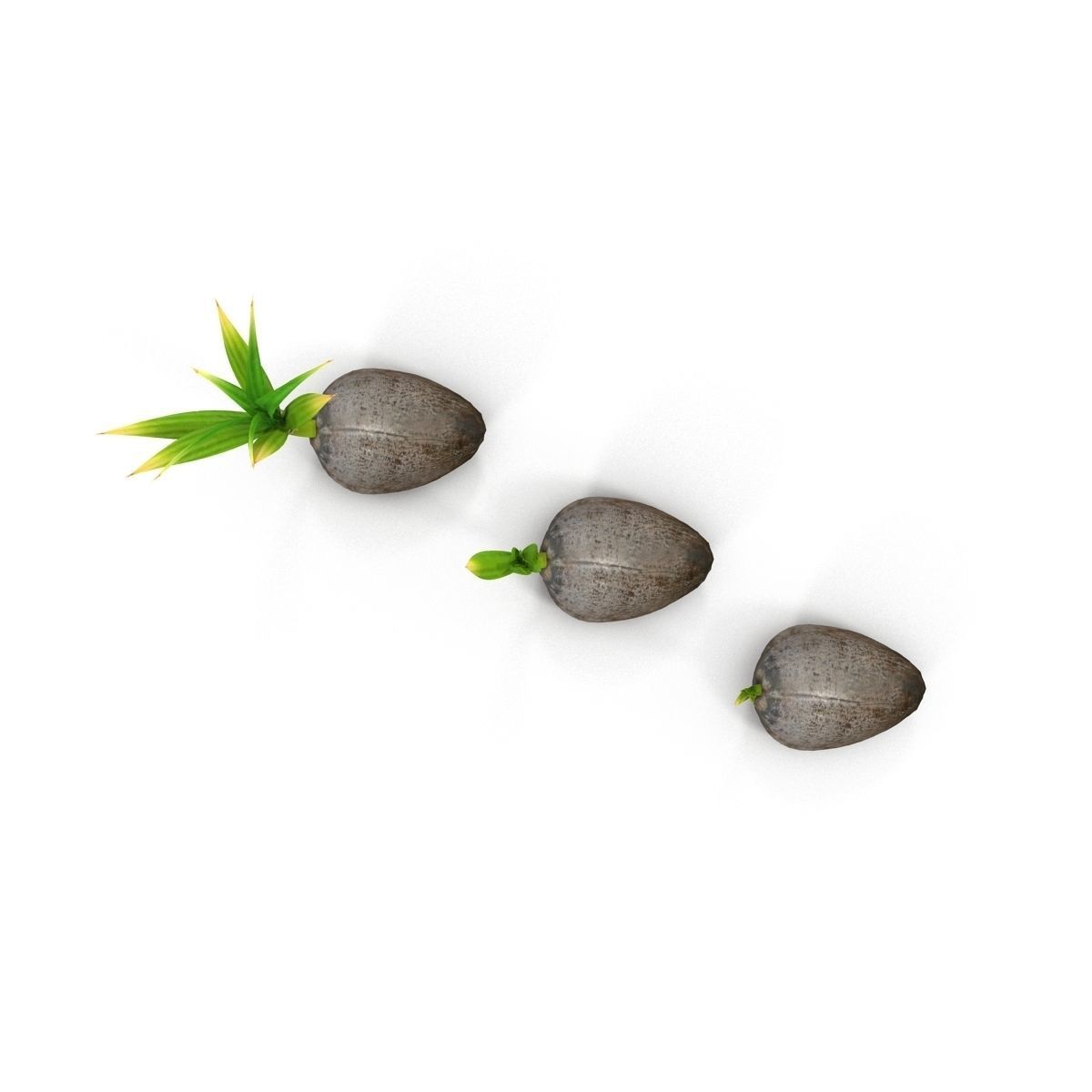 Sprouts of coconuts 3D model_5