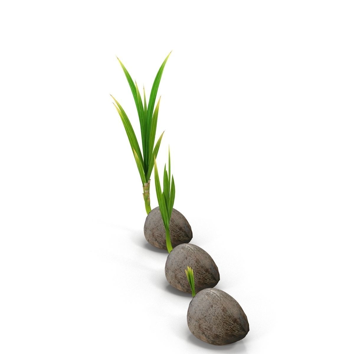 Sprouts of coconuts 3D model_1