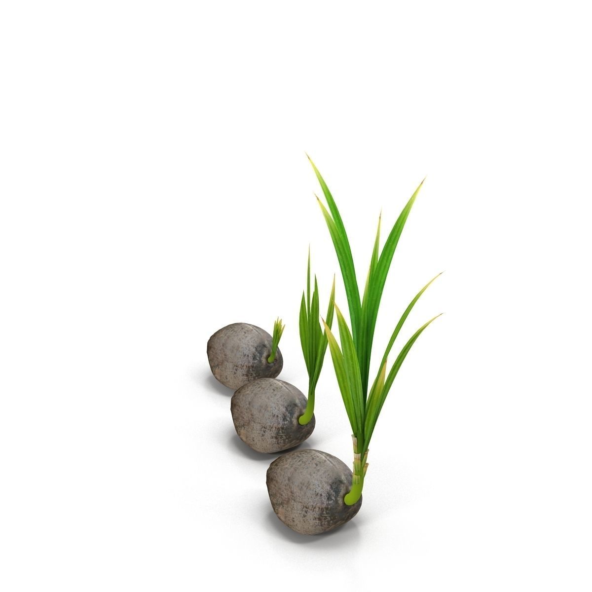Sprouts of coconuts 3D model_4