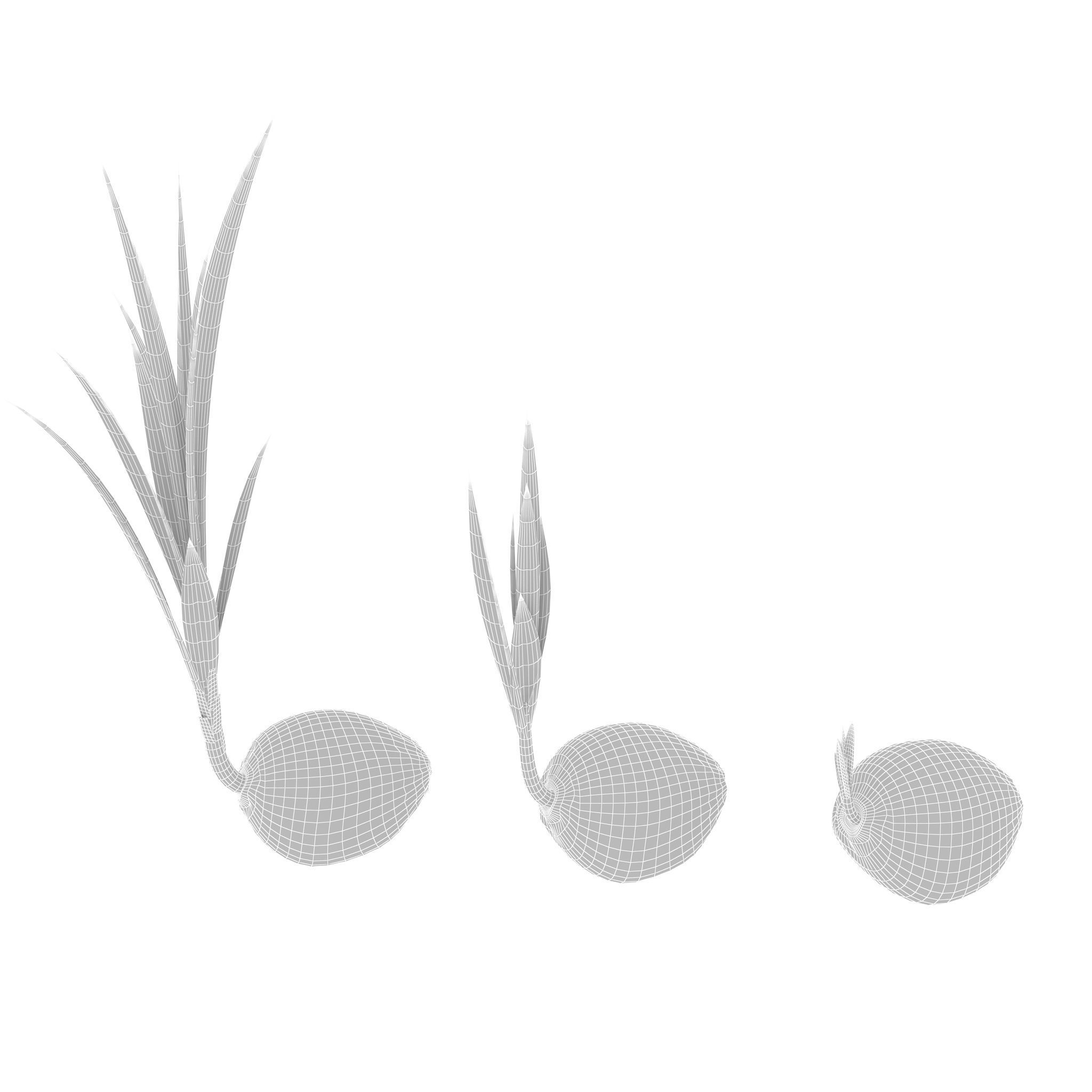 Sprouts of coconuts 3D model_9