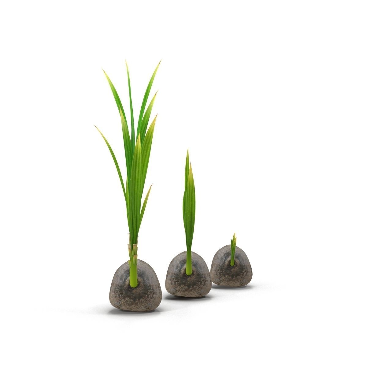 Sprouts of coconuts 3D model_3