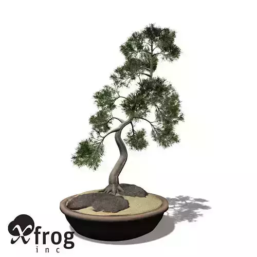 XfrogPlants Temple Juniper - Bonsai