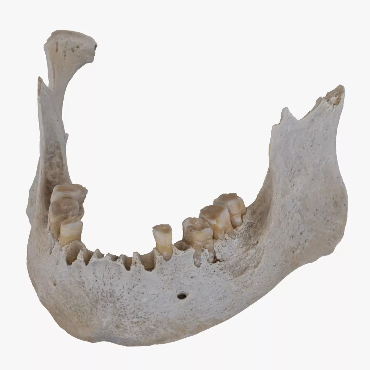 Real Human Female Jawbone Mandible 03 RAW Scan 3D model