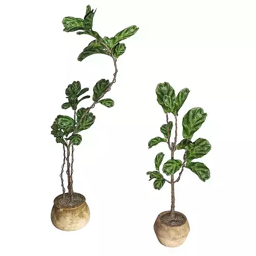 Ficus Lyrata Fiddle Fig Rustic Terracotta Planters