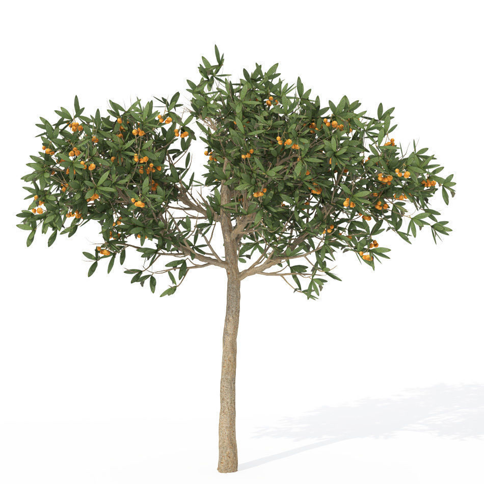 XfrogPlants Japanese Medlar 3D model_2