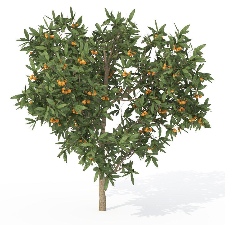 XfrogPlants Japanese Medlar 3D model_1
