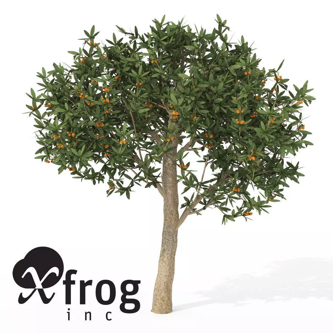 XfrogPlants Japanese Medlar 3D model_0