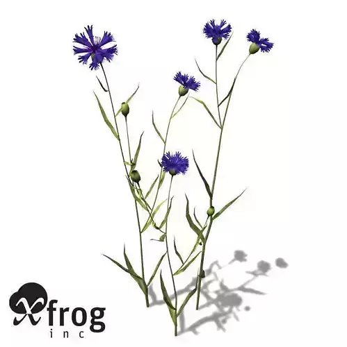 XfrogPlants Cornflower Groundcover 3D model