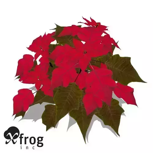 XfrogPlants Poinsettia