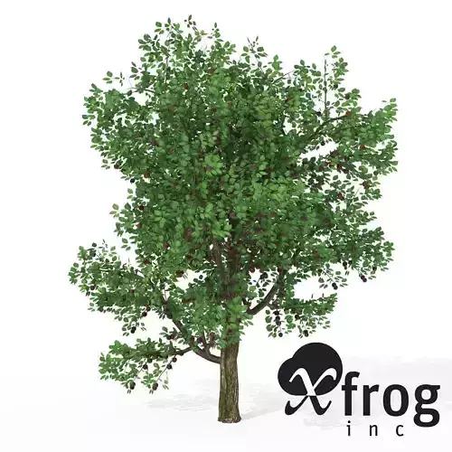 XfrogPlants Plum 3D model