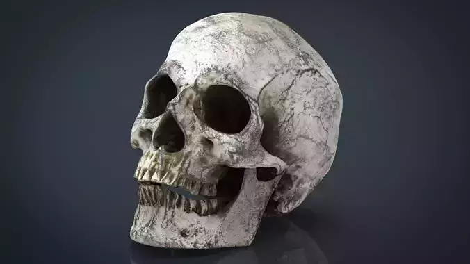 Skull and Jaw 