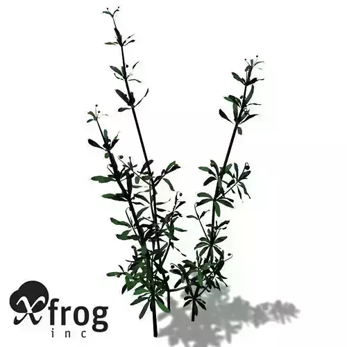 XfrogPlants Cleavers