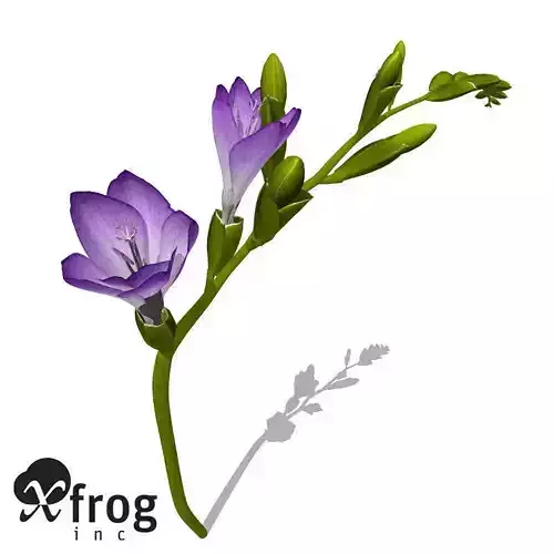 XfrogPlants Freesia