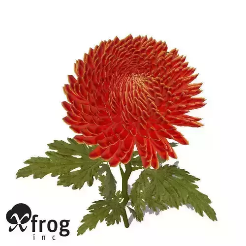 XfrogPlants Pompon Chrysanthemum