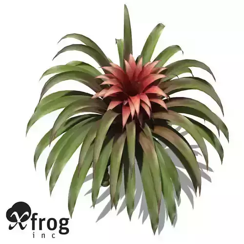 XfrogPlants Guzmania
