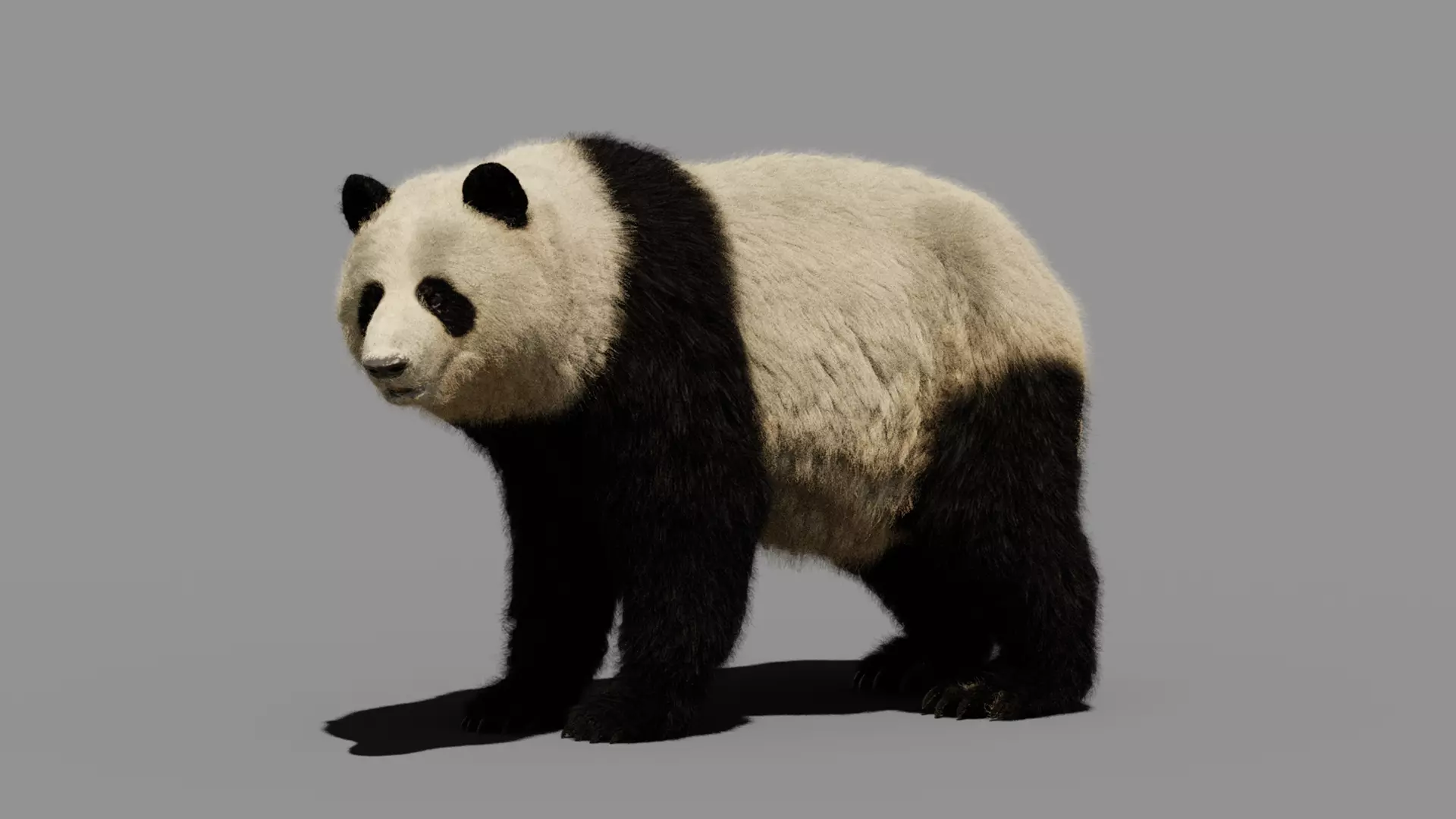 Panda 3D model
