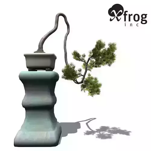 XfrogPlants Japanese White Plum - Bonsai