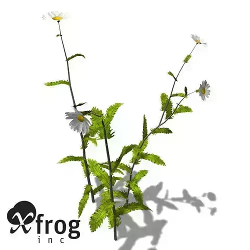 XfrogPlants Oxeye Daisy