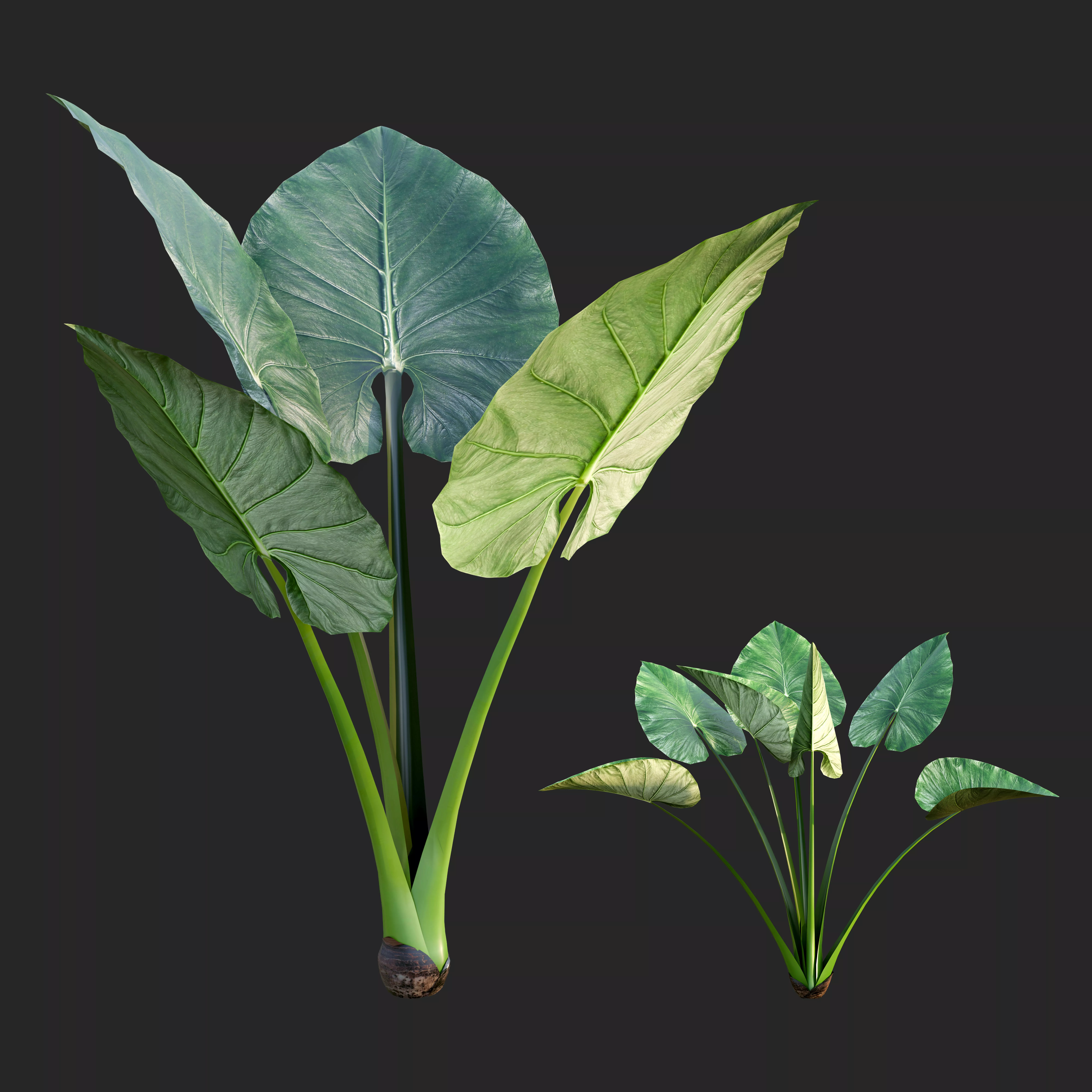 Elephant Ear Plant Realistic Tropical Foliage Low-poly 3D model