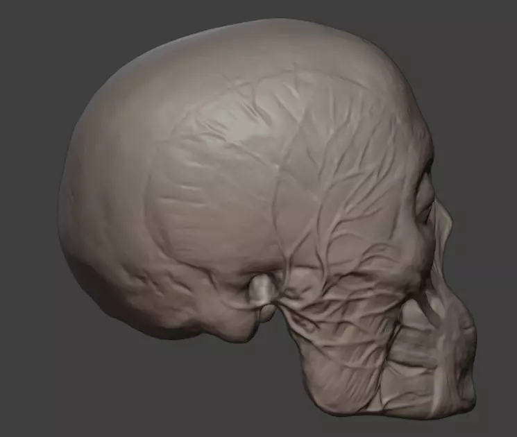 Integrated Head Anatomy 3D print model