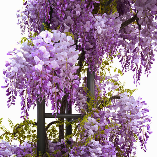Wisteria Arch 3D model