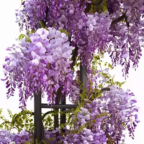 Wisteria Arch 3D model