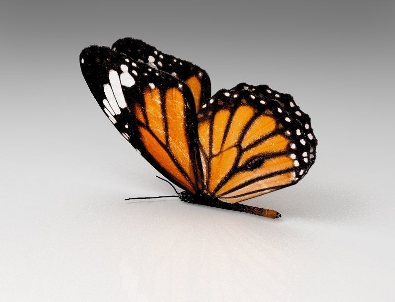 Butterfly monarch - monarch Low-poly 3D model_1