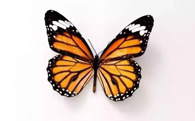 Butterfly monarch - monarch