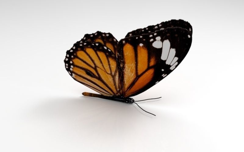 Butterfly monarch - monarch Low-poly 3D model_2