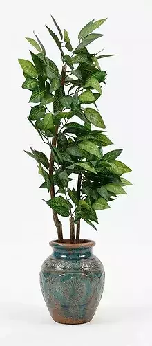 Artificial Ficus Tree 3D Model
