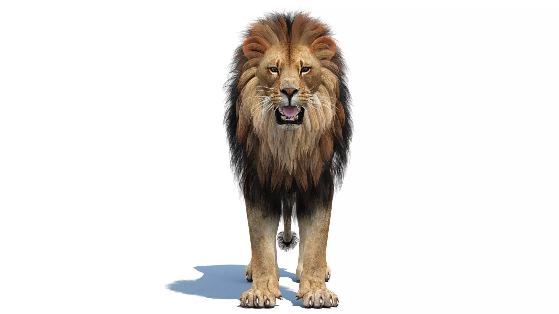 Lion Mane Low-poly 3D model