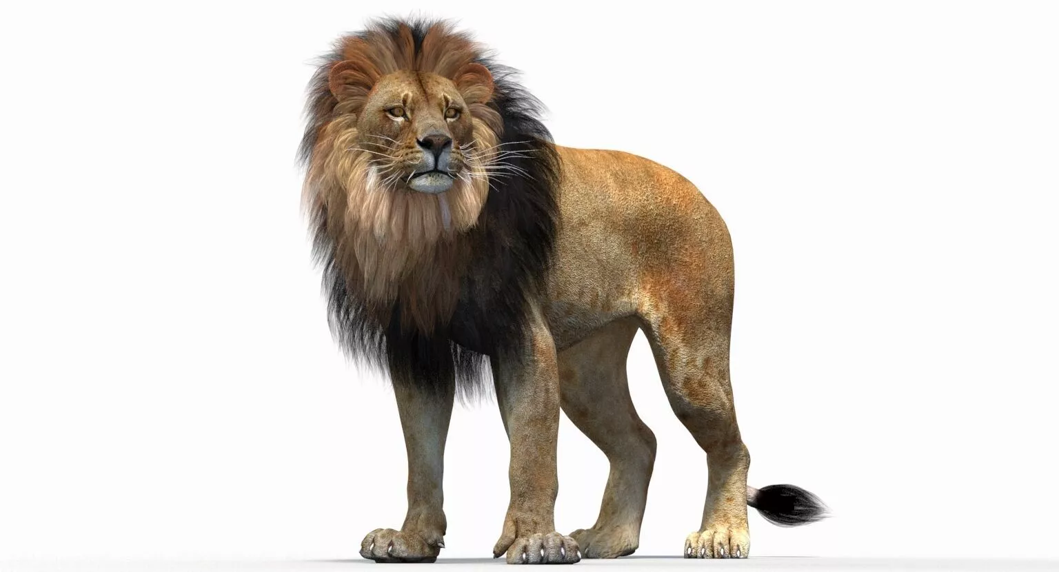 Lion Rigged Low-poly 3D model
