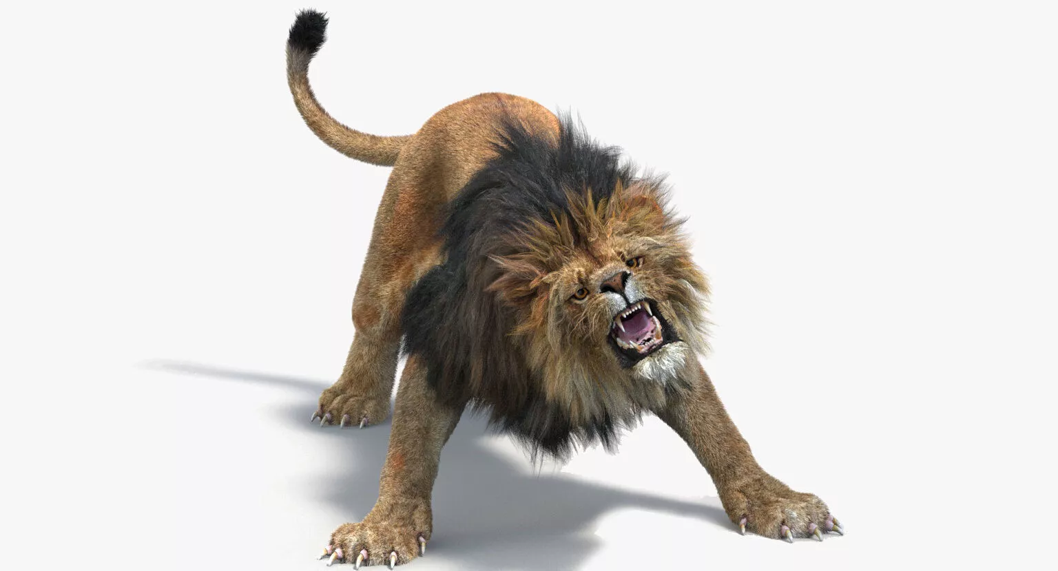 Animated Lion with Fur Two Colors 3D model