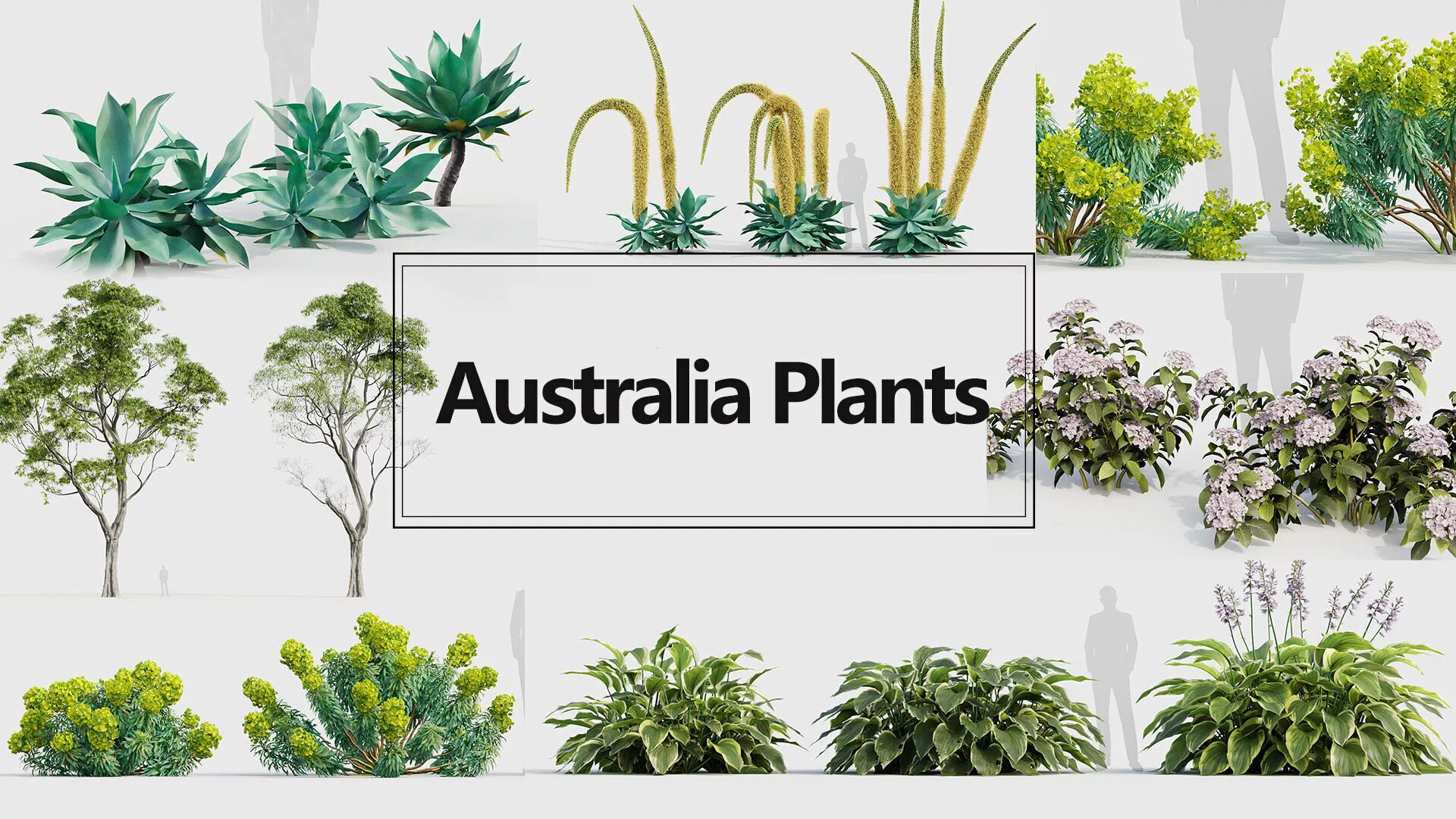 Australia Plants Collection 3D model
