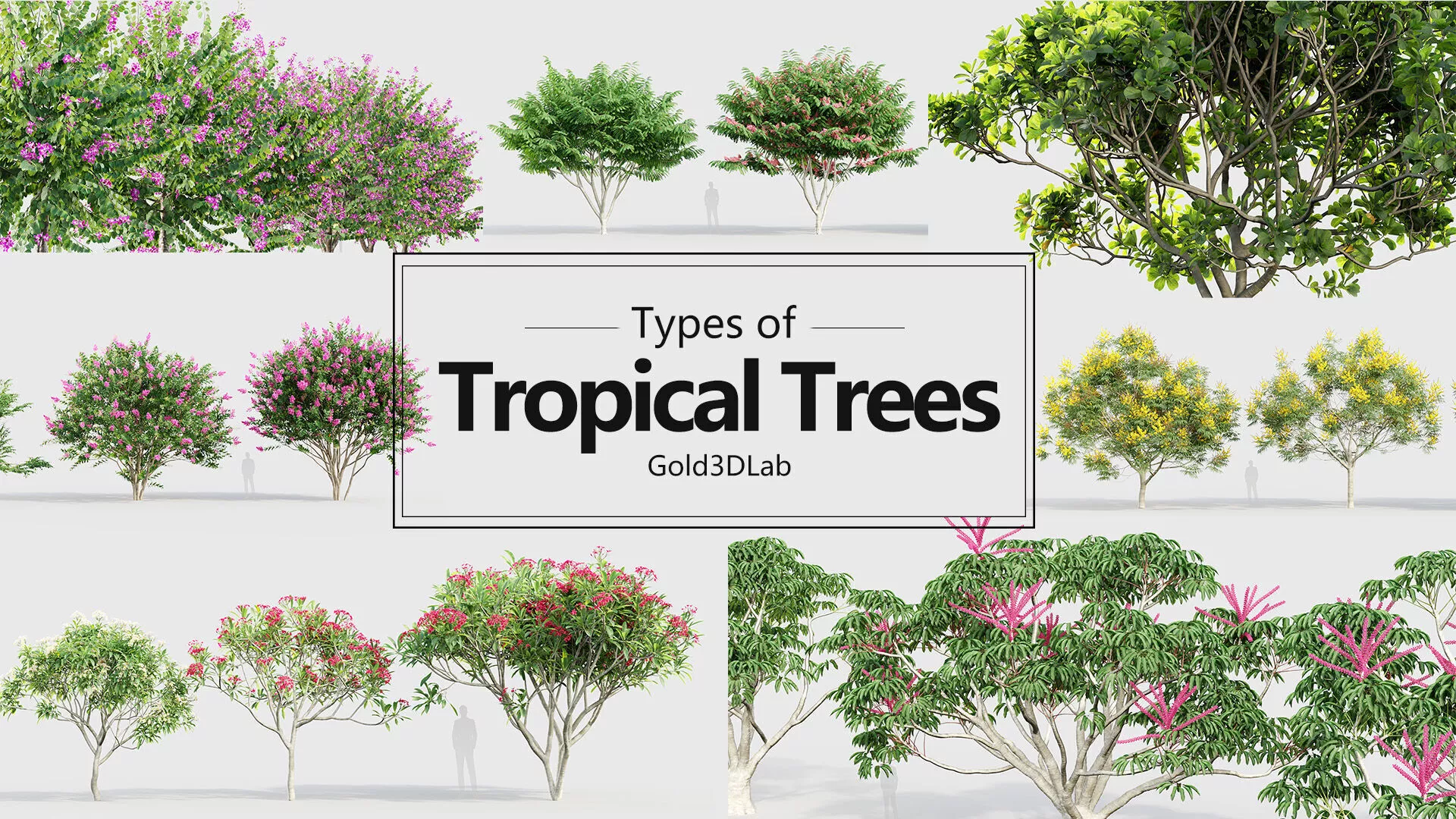 Tropical Trees Collection 3D model