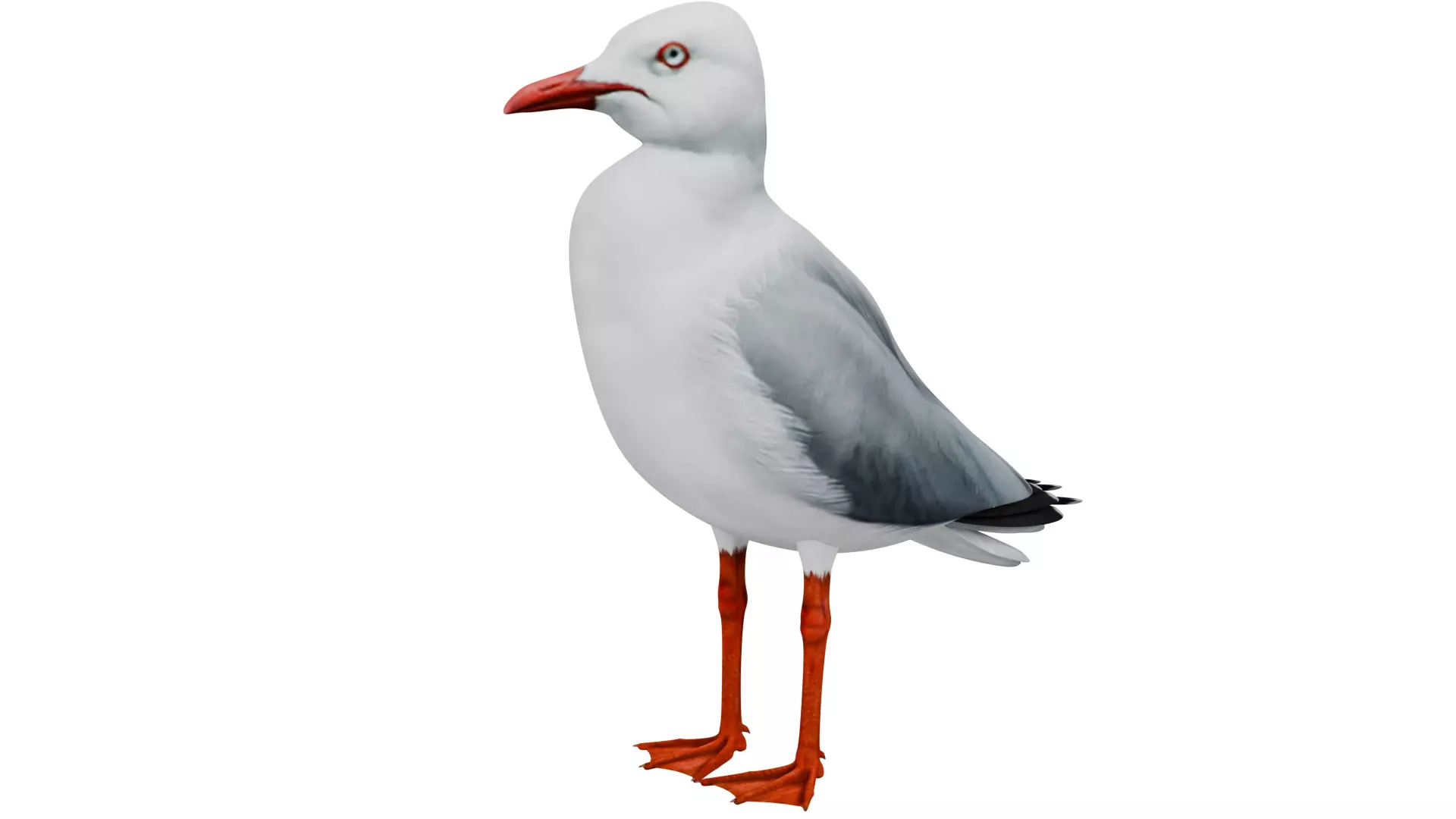Seagull 3D model