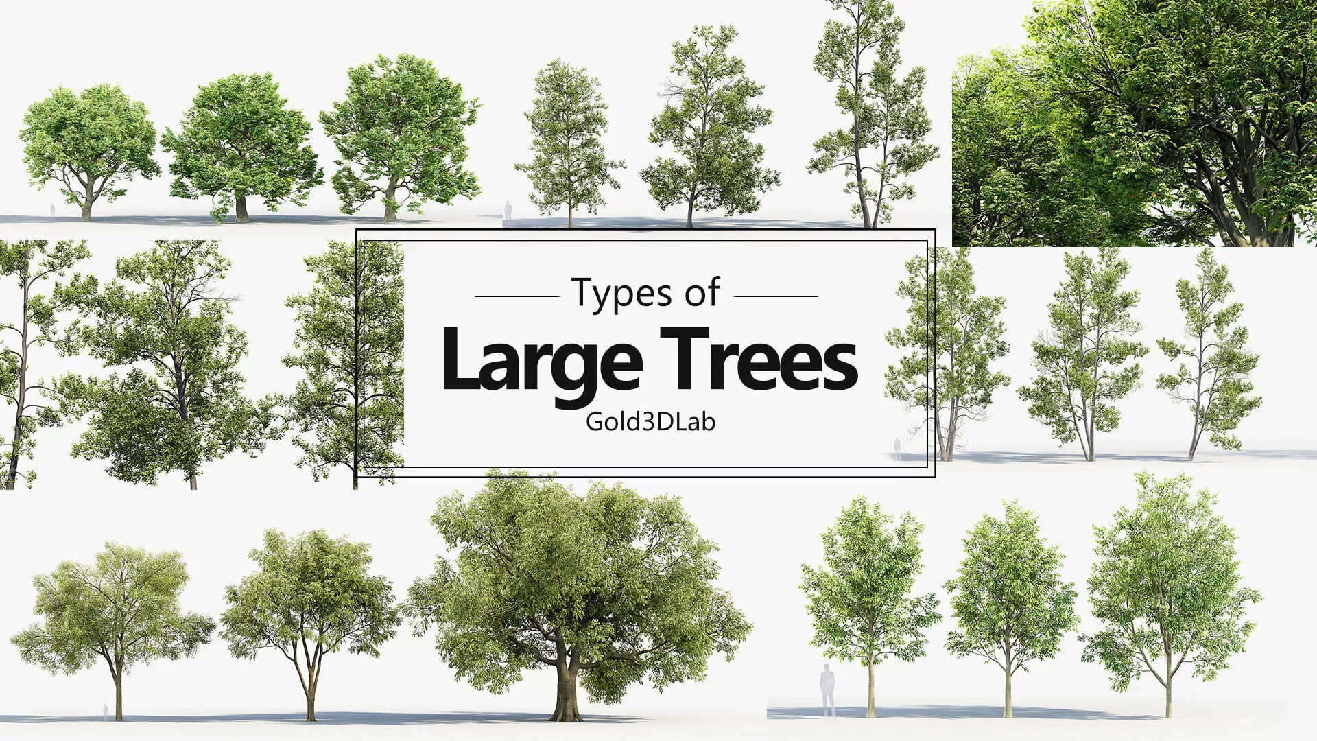 Large Tree Collection V2 3D model