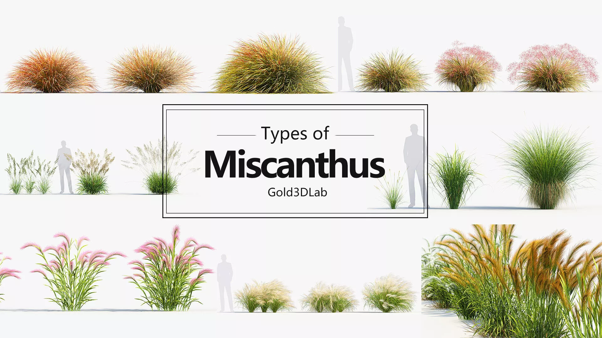Miscanthus Grass Collection 3D model