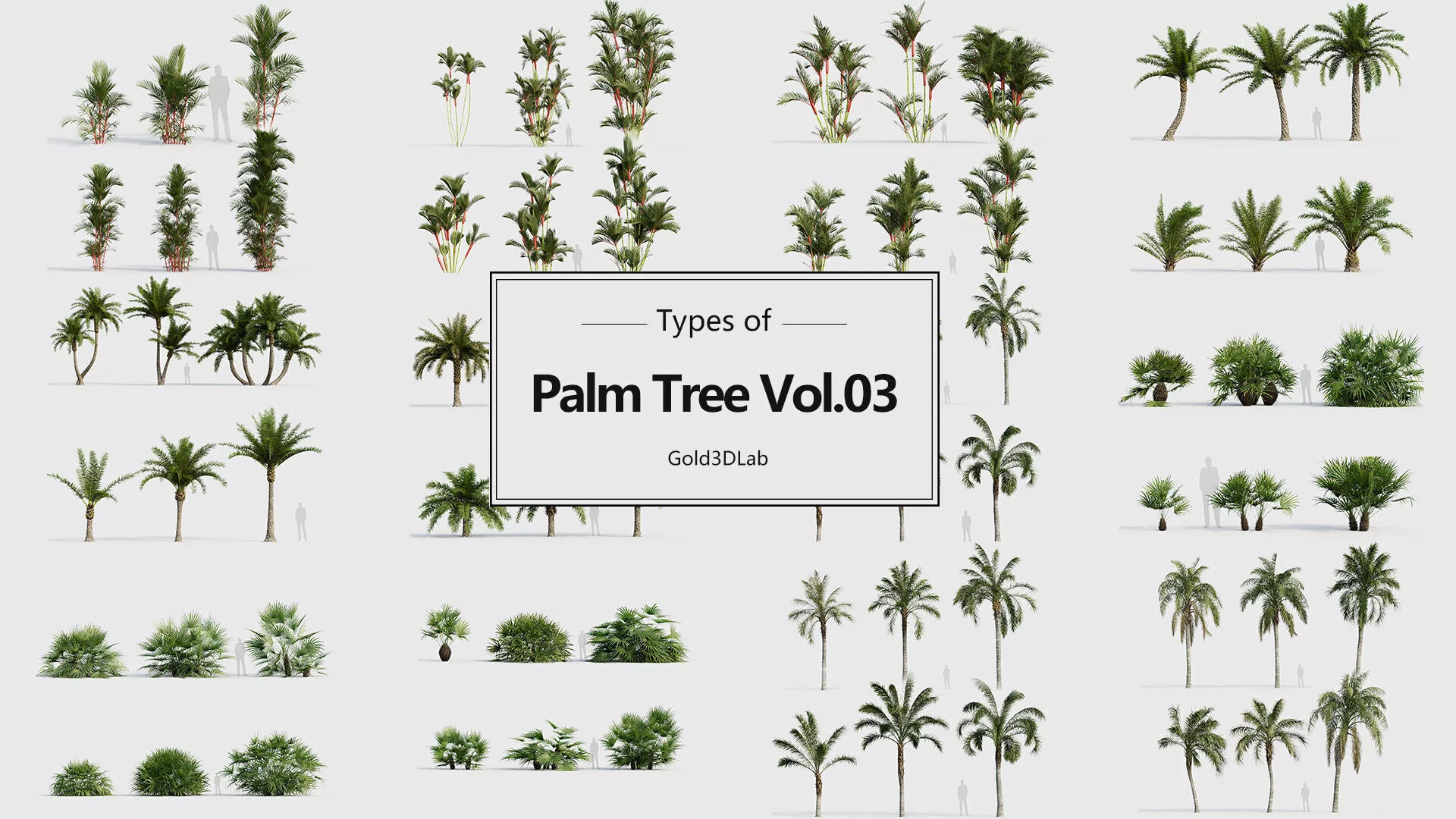 Palm Tree Pack 03 3D model