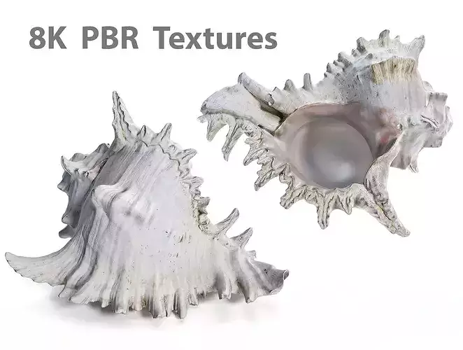 High-Fidelity Photorealistic Seashell 1 8K PBR Asset