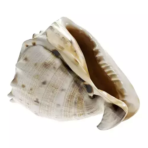 High-Fidelity Photorealistic Seashell 5  PBR 8K Asset