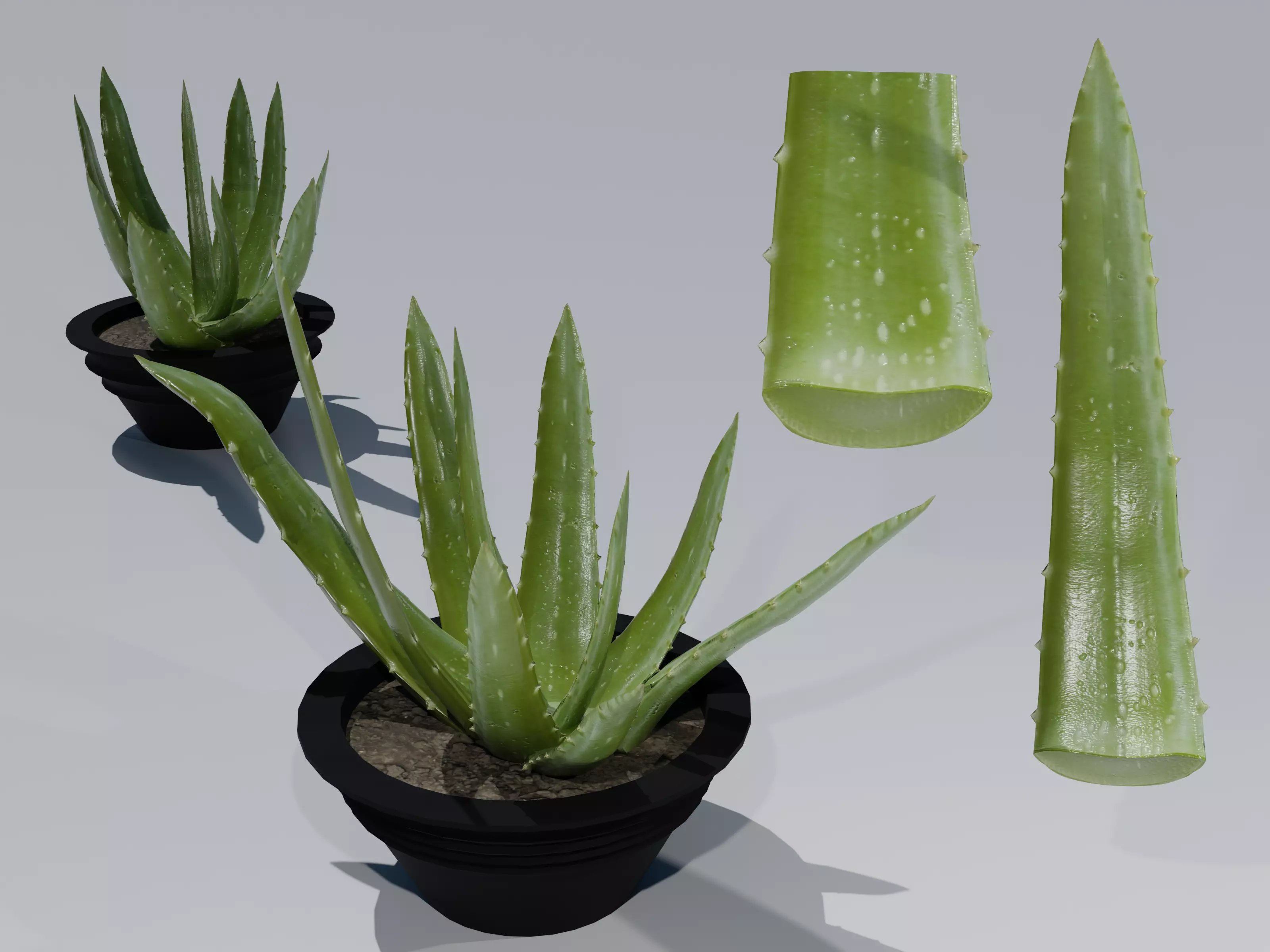 Photorealistic Aloe Vera 3D Model Low-poly 3D model