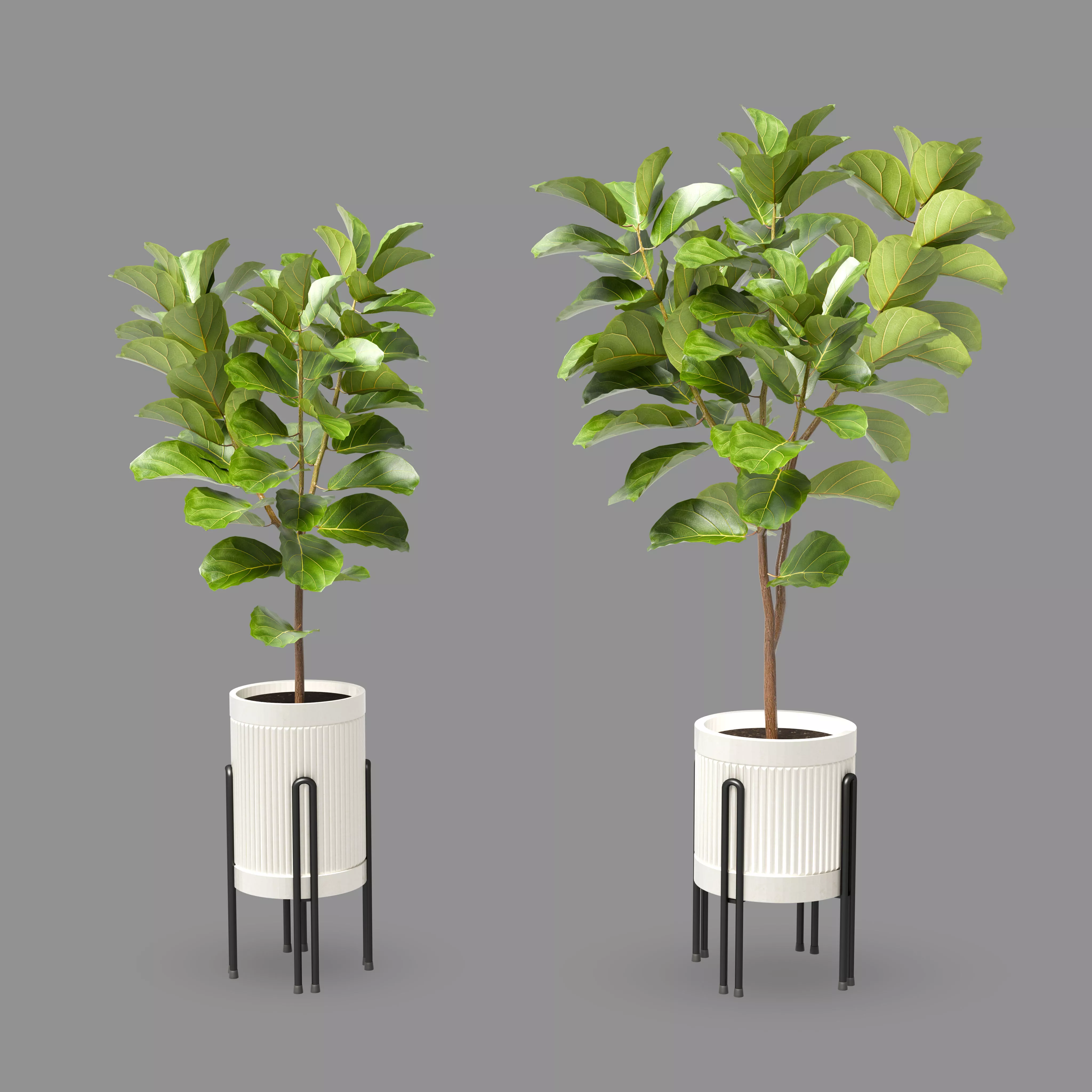 Fiddle Leaf Fig Plant Low-poly 3D model