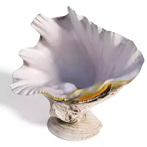 High-Fidelity Photorealistic Seashell 2  PBR 8K Asset