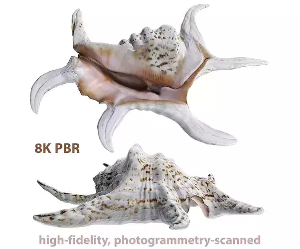 High-Fidelity Photorealistic Seashell 3  PBR 8K Asset