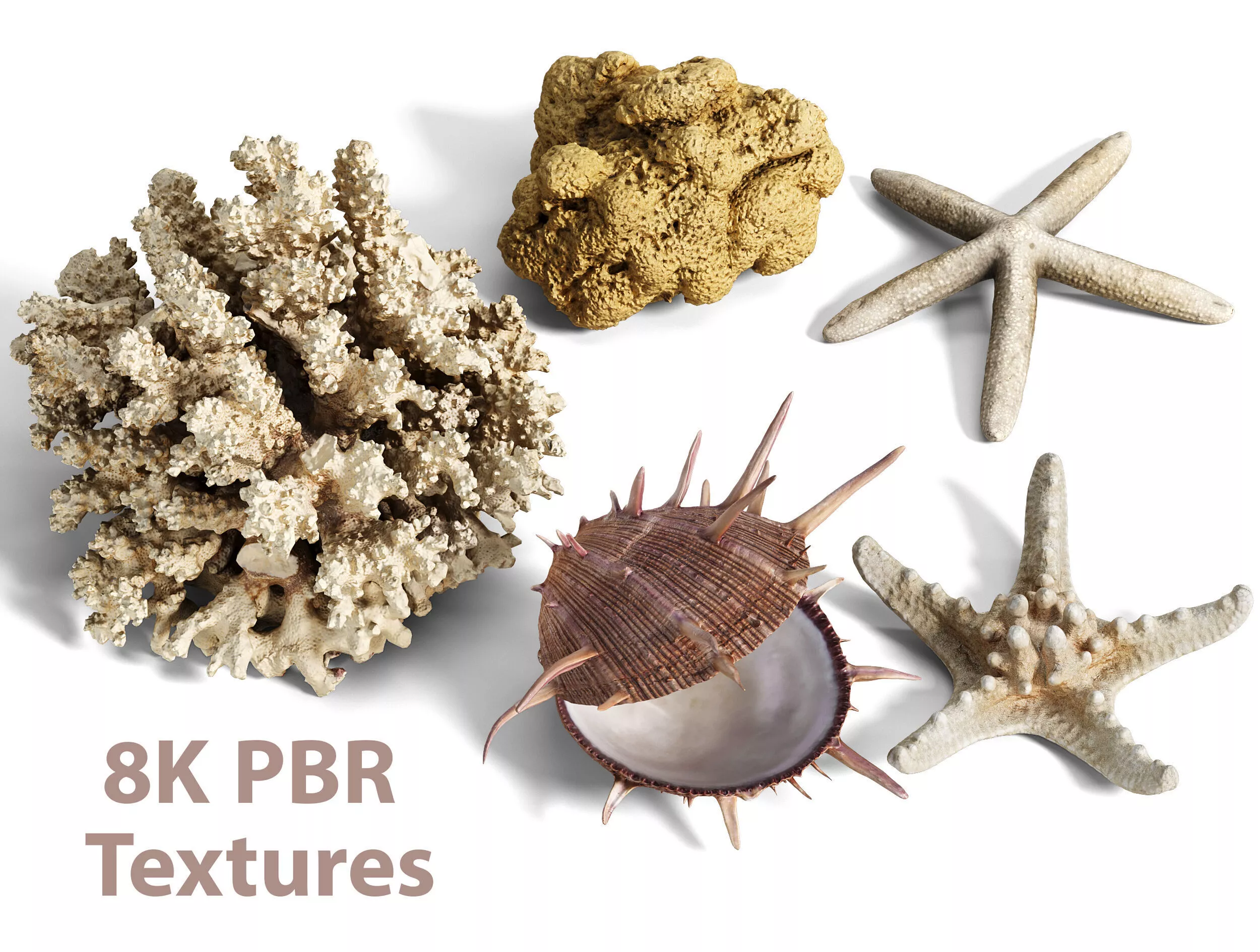 High Fidelity Marine Collection Seashell and Starfish 8K PBR 3D model