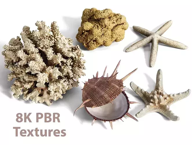High Fidelity Marine Collection  Seashell and Starfish 8K PBR