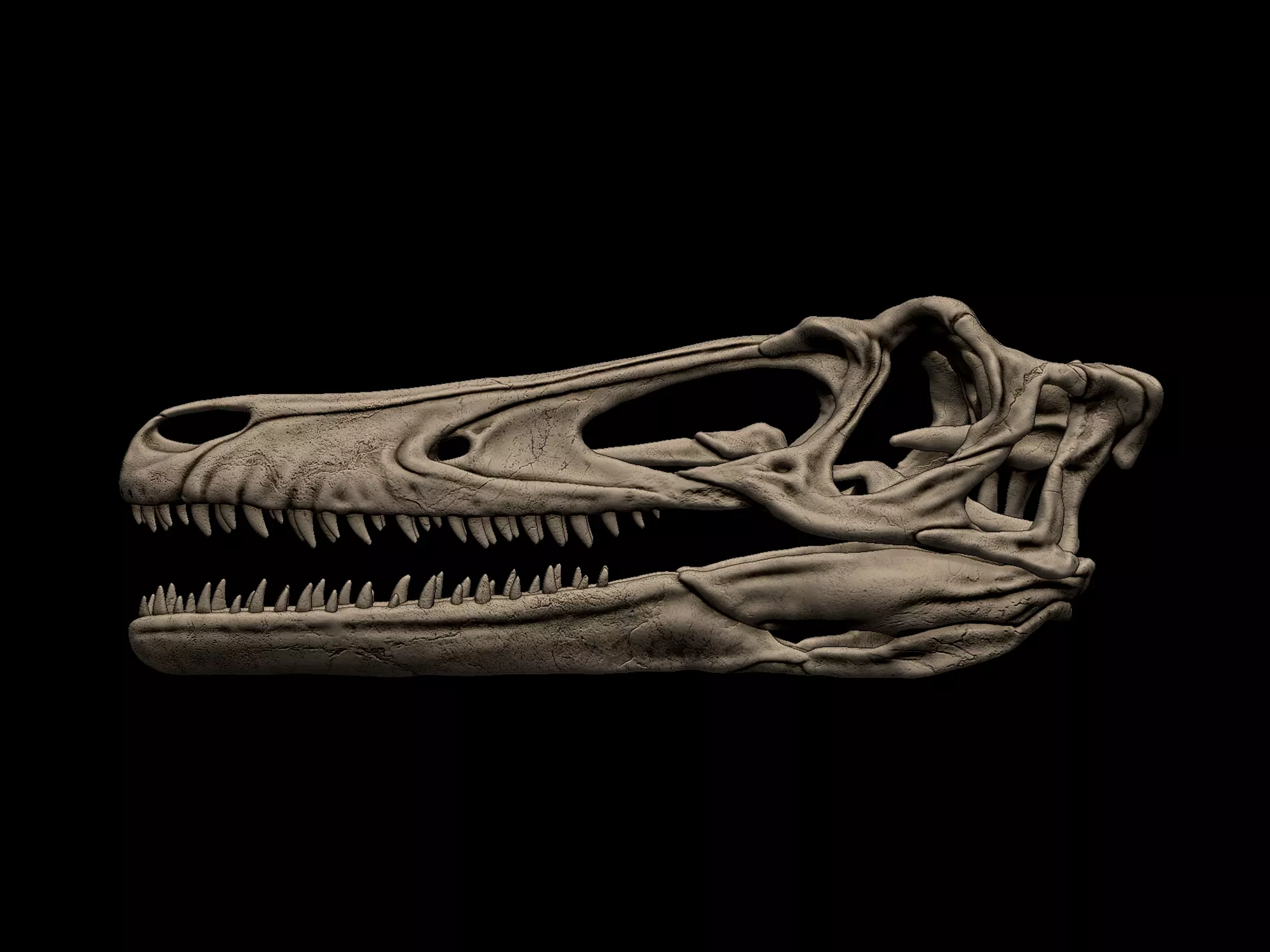Austroraptor Skull 3D print model